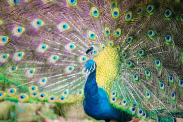 Papier Peint photo autocollant Paon Portrait of beautiful peacock with feathers out