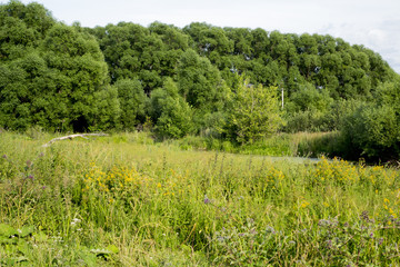 Old pond turned into swamps. Ponds overgrown grass and weeds turned into swamps, despite the fact that the water is clean from underground sources. Fotoshoot held in the summer on a cloudy day
