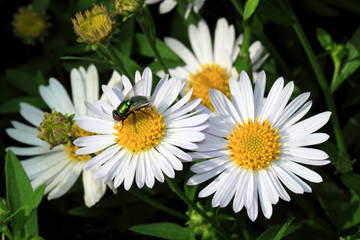 Obraz premium White Aster flowers with a fly
