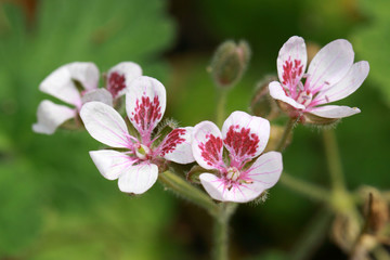 Fototapeta na wymiar Erodium guttatum flowers