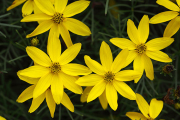 Coreopsis verticillata