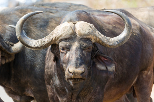 African Buffalo