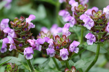 Ajuga reptans flowers
