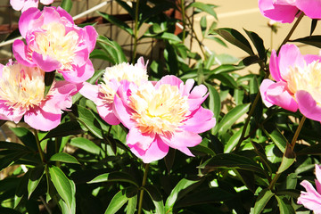 Beautiful peonies in flowerbed