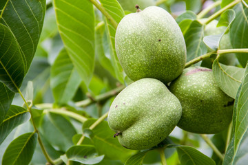 Unripe walnut on a tree branch in daylight 