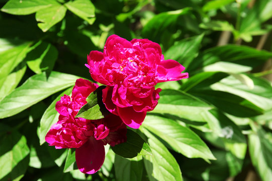 Beautiful peonies over green leaves background