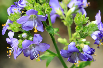 Polemonium yezoense 'Bressingham Purple'