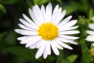 Obraz premium White Aster flower
