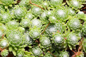 Sempervivum