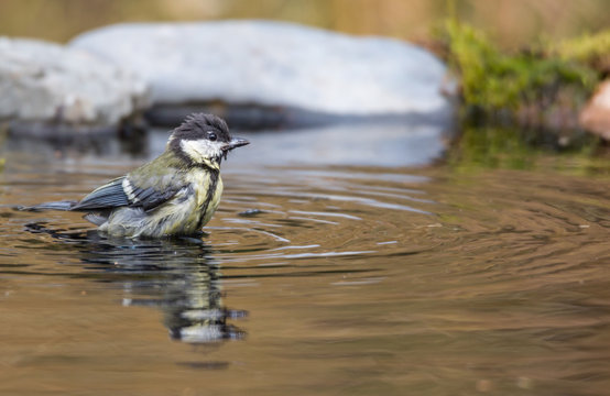 m&eacute;sange charbonni&egrave;re