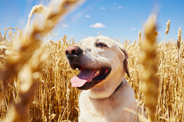 Dog in cornfield