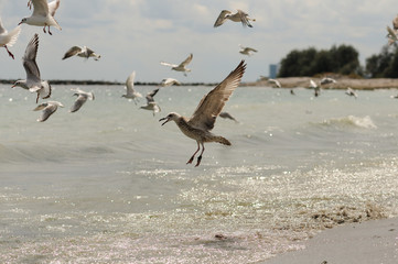 Photography of a flock of albatross at the seaside with open wings landing on water