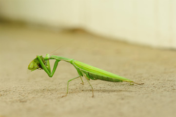 Photography of praying mantis eating sitting on sand 1