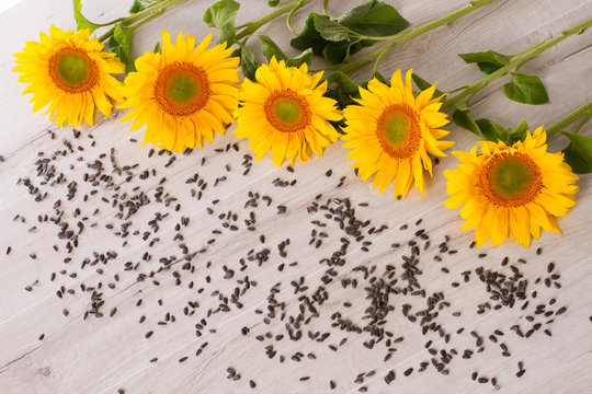 Sunflower with seeds.
