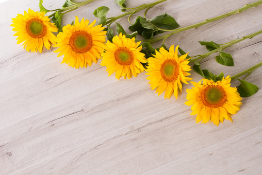 Series of sunflowers.