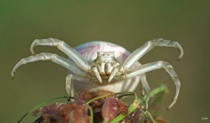 Gehöckerte Krabbenspinne, Weibchen