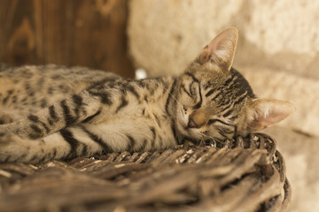 The Cat lying on wicker basket