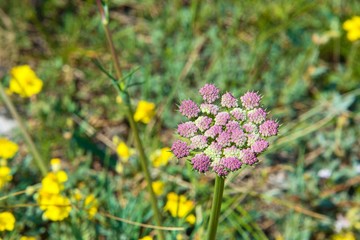 Сиреневый цветок