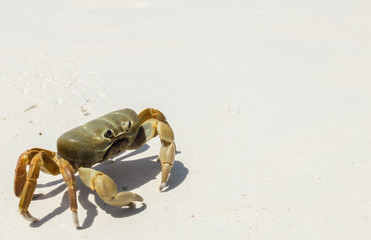 Chicken Crab on The White Sea Sand Beach in The Corner used as Template