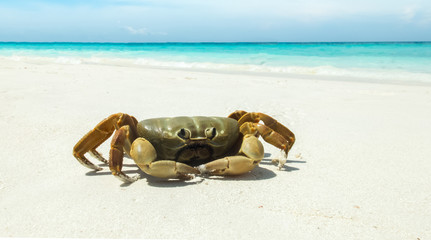 Chicken Crab on The White Sea Sand Beach with Clear Sea and Sky in Background used as Template