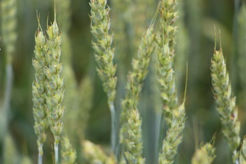 Young wheat crop