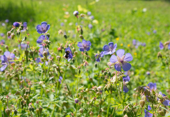 Geranium meadow