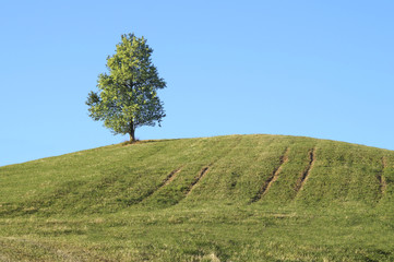 Fototapeta na wymiar hill with tree