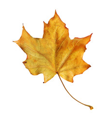 Bright orange maple leaf on white background