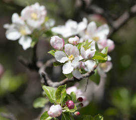 Fototapeta na wymiar flowers on the fruit tree in nature