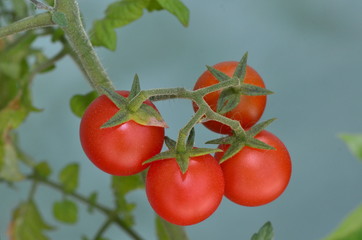 Red cherry tomatoes