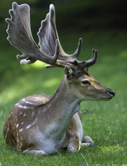 Fallow Deer with big Antler