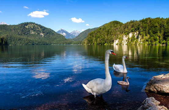 Лебеди на  озере Альпзее в Баварии