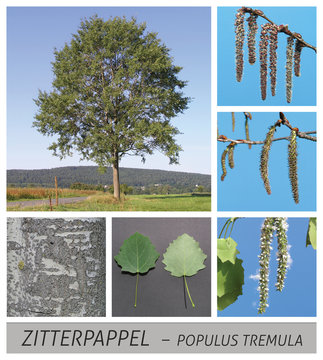 Zitterpappel, Espe