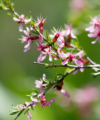 Fototapeta na wymiar pink flowers on the branch of a bush