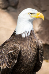 Birds of Prey - Bald Eagle