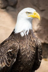 Birds of Prey - Bald Eagle
