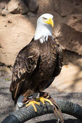Birds of Prey - Bald Eagle