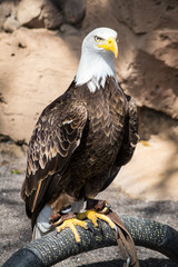 Birds of Prey - Bald Eagle