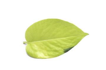 Scindapsus aureus's leaf isolated  on white background