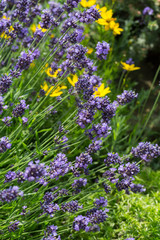 Obraz premium Garden with the flourishing lavender
