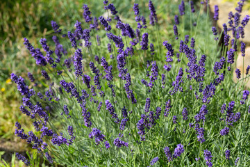 Obraz premium Garden with the flourishing lavender