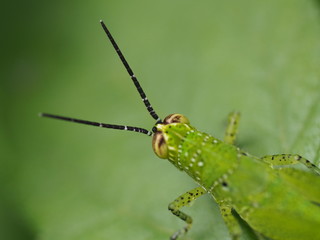 closeup nature insect on green leaf background