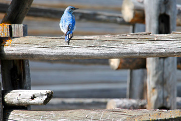 Bluebird sitting on a wooden fence