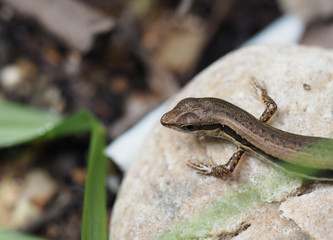 closeup nature skink on rock background