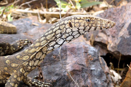 goanna, australia