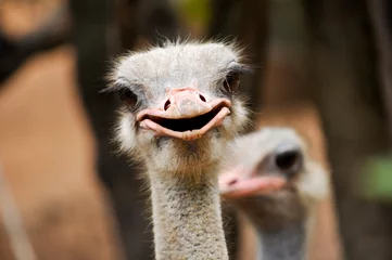 Zelfklevend Fotobehang Struisvogel struisvogel