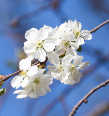 flowers on the tree against the blue sky