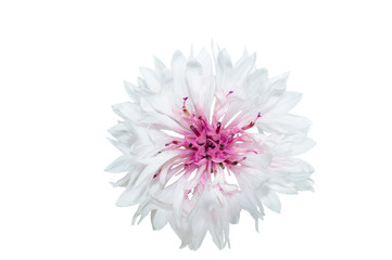 Cornflower white with pink middle on a white background