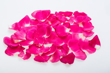  Petals of Pink Roses Flowers. Background