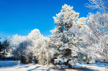 Hoarfrost on the trees in winter forest.